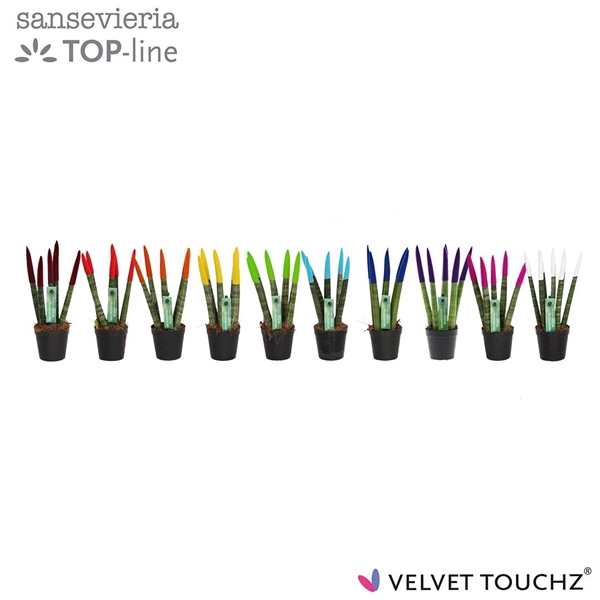 <h4>Sansevieria Velvet Touch Mix</h4>