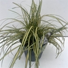 Carex hachijoensis Evergold
