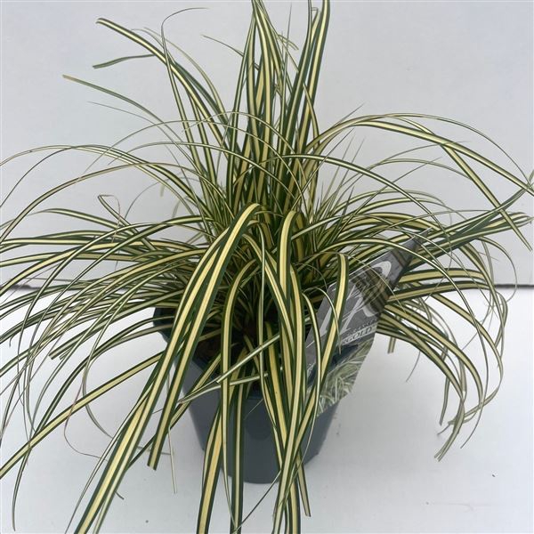 Carex hachijoensis Evergold