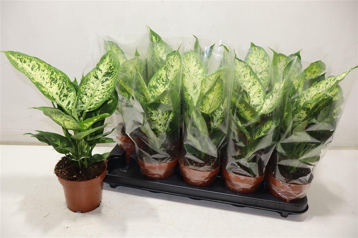 <h4>Dieff Compacta</h4>