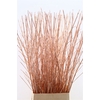 Cornus Paint Copper Stem