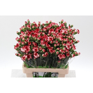 Dianthus TR 'Minuetto'
