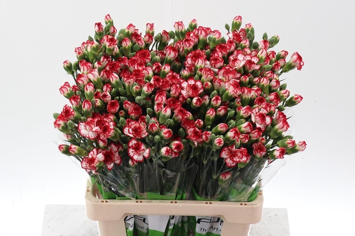 <h4>Dianthus TR 'Minuetto'</h4>