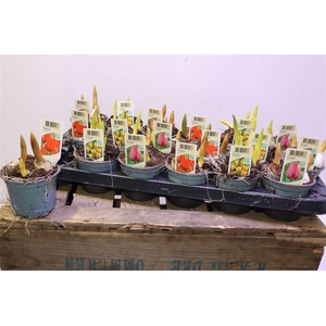 arr8 Tul Gem 3 Kleuren