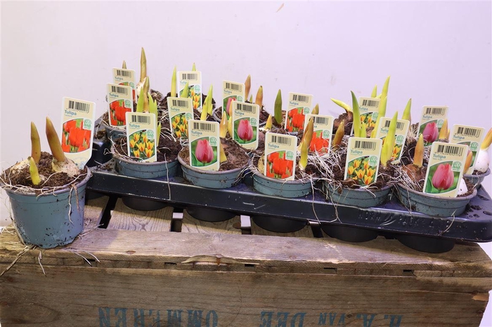 <h4>Tul Gem 3 Kleuren</h4>