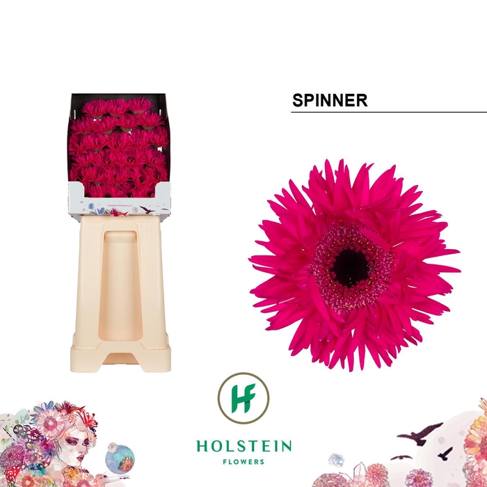 <h4>Ge Ms Gersp Spinner</h4>