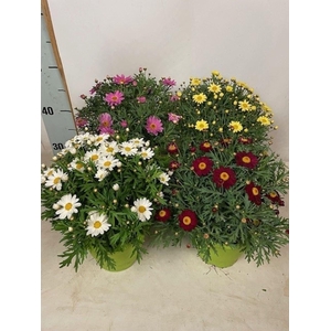 Argyrant. Molimba mixkar