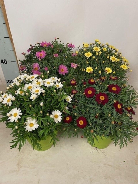 <h4>Argyrant. Molimba mixkar</h4>