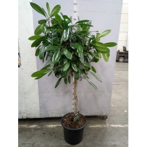 Ficus cyathistipula