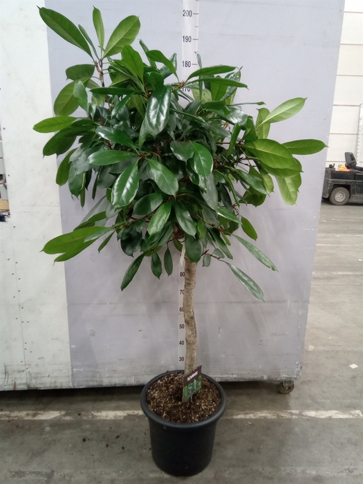 <h4>Ficus cyathistipula</h4>