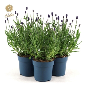 Lavandula ang. 'Felice'® Collection P10,5