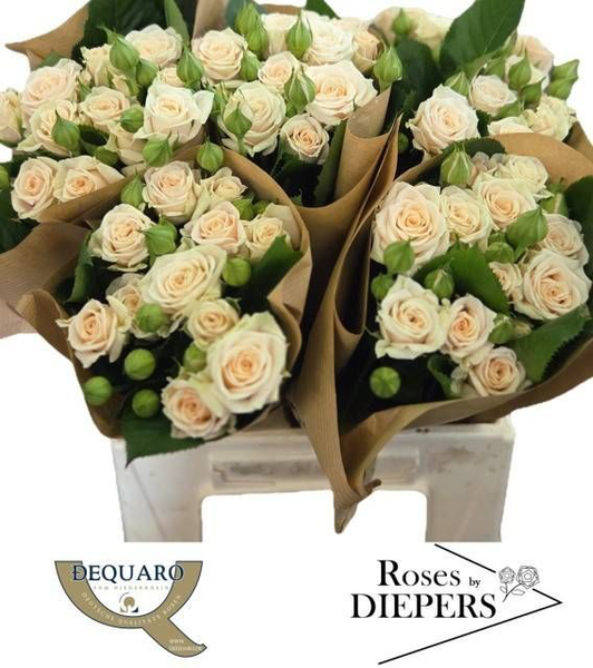 <h4>R Tr Tanja Diepers</h4>