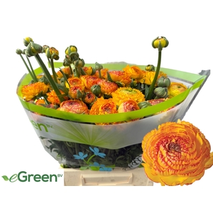 RAN AAZUR ORANGE STR