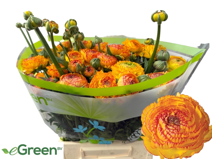 <h4>RAN AAZUR ORANGE STR</h4>