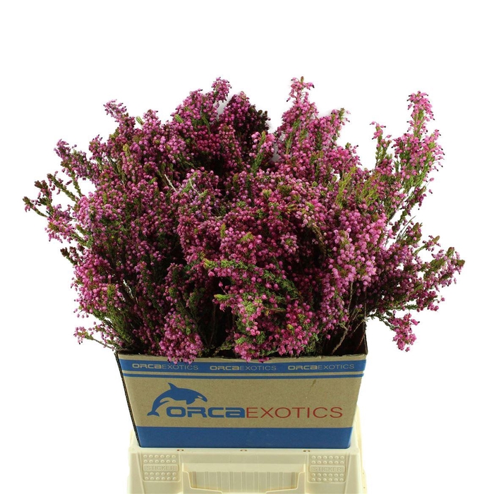 <h4>Kaaps Erica Pink</h4>