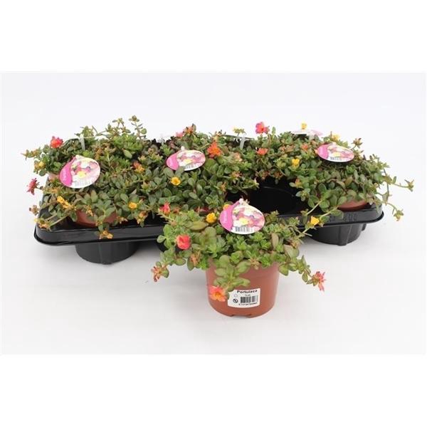 <h4>Portulaca gemengd in pot</h4>