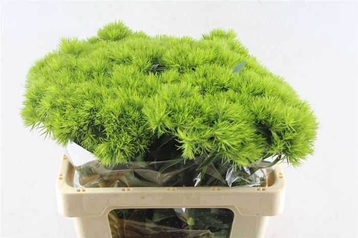 <h4>Di Barb Green Wicky</h4>