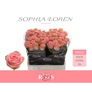 R GR SOPHIA LOREN- JONG Young Crop 60 cm Extra