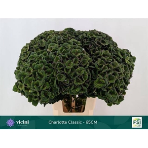 Hydr Charlotte Classic 65 cm Vicini