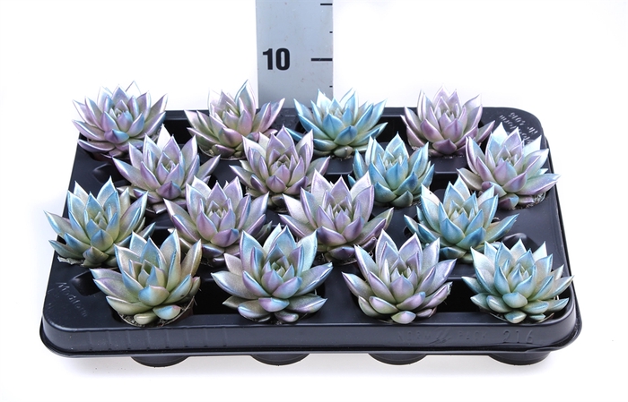 <h4>Echeveria  'Miranda'</h4>