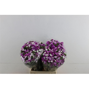 Di Barb Neon Lavender 45cm