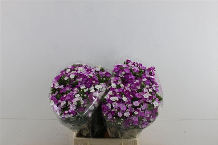 <h4>Di Barb Neon Lavender 45cm</h4>