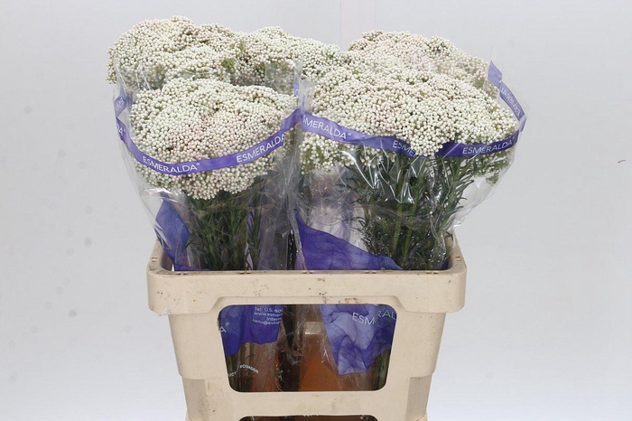 Ozothamnus Cooks Snow White