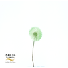 Dried Bleached Dandelion Regular Gelato Green
