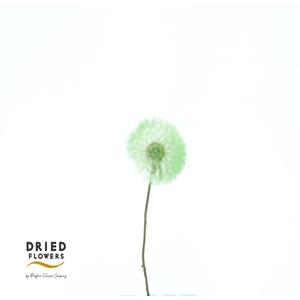 Dried Bleached Dandelion Regular Avocado