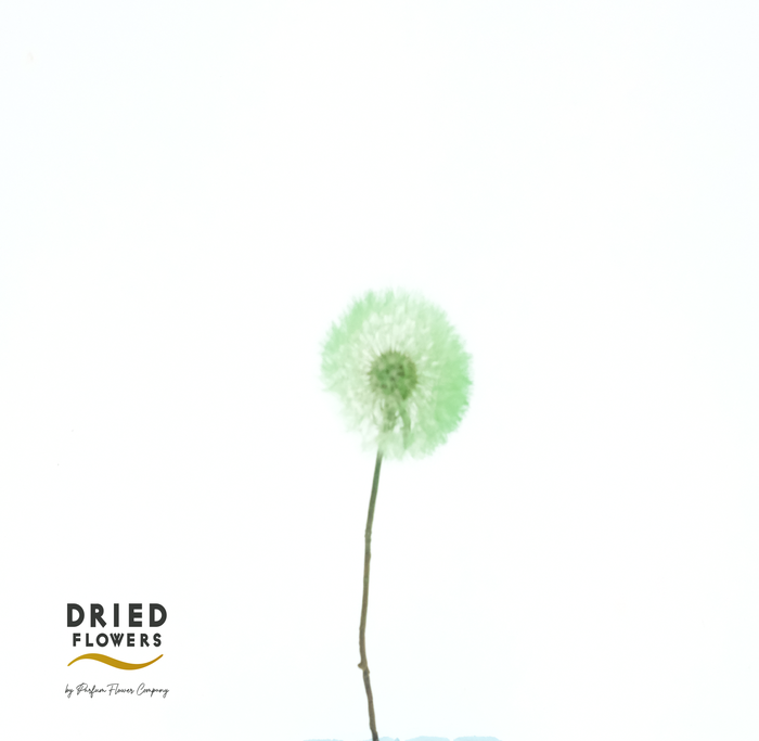 <h4>Dried Bleached Dandelion Regular Gelato Green</h4>
