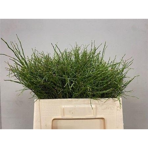 Vaccininium Myrtillus