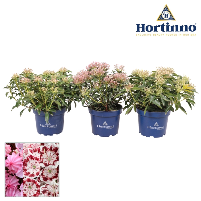 <h4>Hortinno® Garden Kalmia</h4>