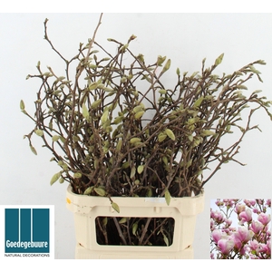 MAGNOLIA GRANDIFLORA