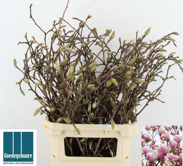 <h4>MAGNOLIA GRANDIFLORA</h4>