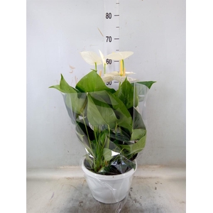 Anthurium andr. 'Cocos'