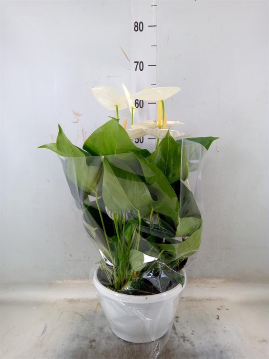 <h4>Anthurium andr. 'Cocos'</h4>