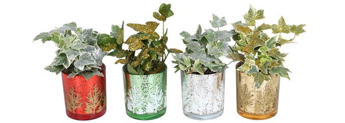 <h4>HEDERA HELIX</h4>