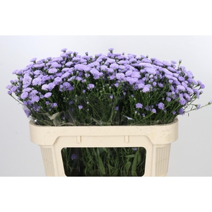 Aster Baby Blue