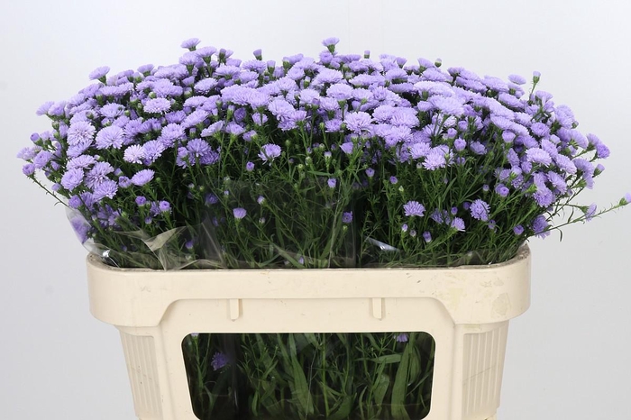 <h4>Aster Baby Blue</h4>