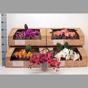PHAL GEM