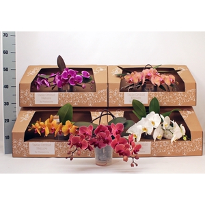PHAL GEM