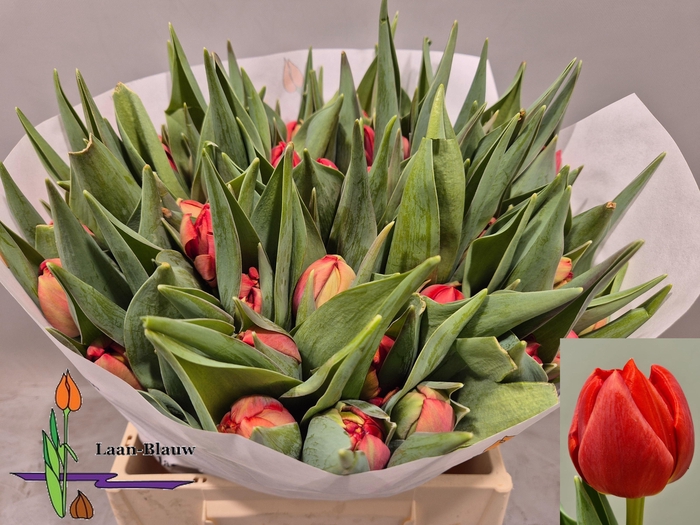 <h4>TU DU OLD FAITHFUL</h4>