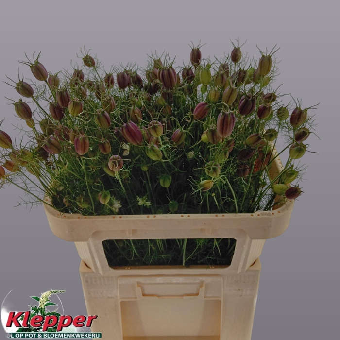 <h4>NIGE DAMASCE ZD P BS</h4>