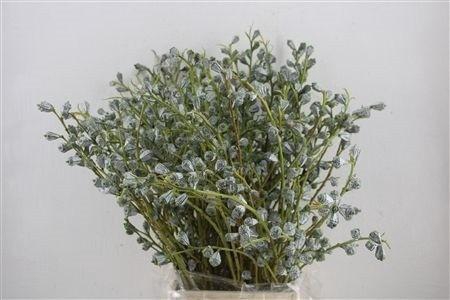 <h4>EUC GLOBULUS BS</h4>