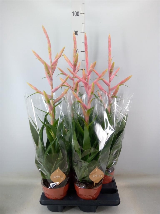 <h4>Tillandsia  'Dolce'</h4>