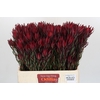 Leucadendron Blush Spray