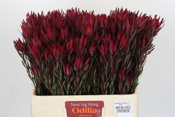 Leucadendron Blush Spray