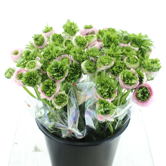 <h4>Ran Su Riviera Green Pink</h4>