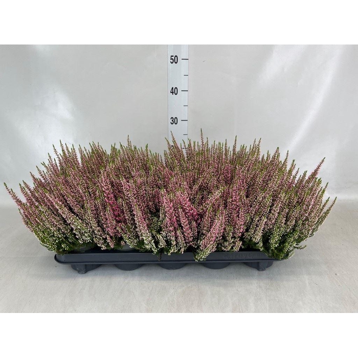 <h4>Calluna vulg. 'Beauty L Michelle'</h4>