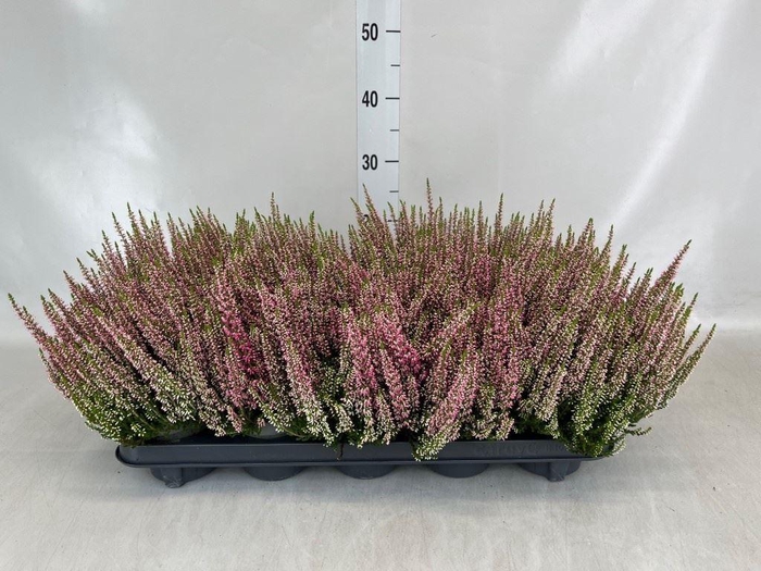 Calluna vulg. 'Beauty L Michelle'